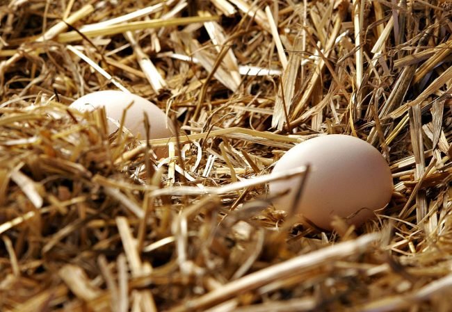 1200px-Egg_in_straw_nest