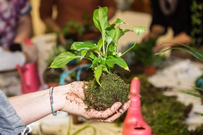 kokedama- Alessia Cossu